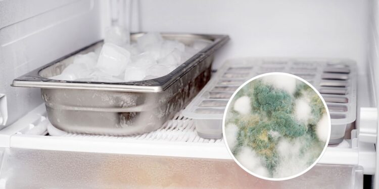 Acabe com o mofo do freezer e proteja sua cozinha de pragas