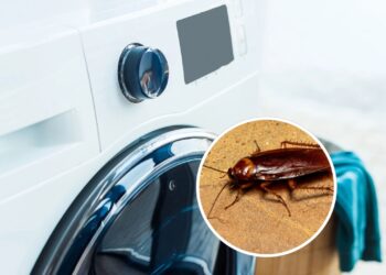O segredo para impedir baratas na máquina de lavar está nesse detalhe