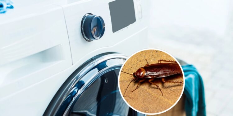 O segredo para impedir baratas na máquina de lavar está nesse detalhe