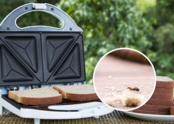 O truque natural mais eficaz para afastar insetos da sanduicheira