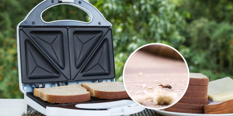 O truque natural mais eficaz para afastar insetos da sanduicheira