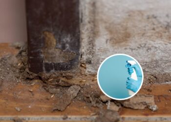 2 ingredientes: mistura poderosa elimina um por um os cupins que destroem móveis