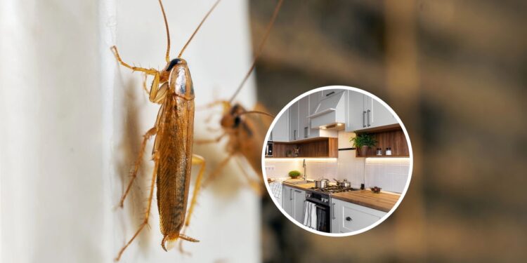 Equipamentos de cozinha que mais atraem baratas e como evitar