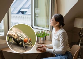 A planta que as moscas ODEIAM e você deve ter na janela da sua casa