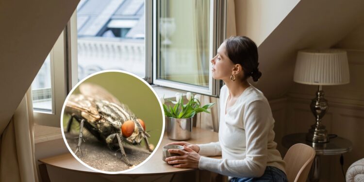 A planta que as moscas ODEIAM e você deve ter na janela da sua casa