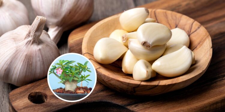 Como utilizar alho na rosa do deserto para blindar e eliminar pragas