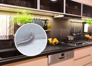 Truque simples para evitar traças nos armários perto do fogão