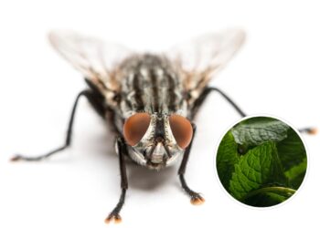 As plantas mais odiadas pelas moscas que você pode ter em casa