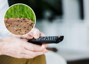 O motivo curioso que atrai formigas para controles remotos e como resolver