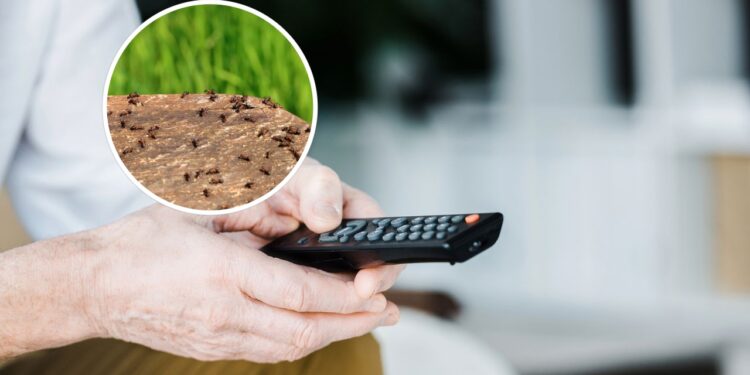 O motivo curioso que atrai formigas para controles remotos e como resolver