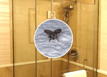 Como afastar as mosquinhas do box do banheiro de forma natural