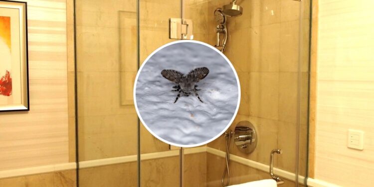 Como afastar as mosquinhas do box do banheiro de forma natural