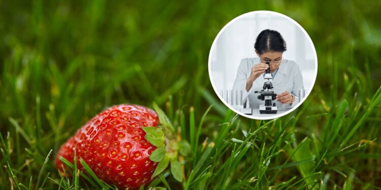 Você já viu um morango no microscópio? O que aparece pode chocar seu estômago