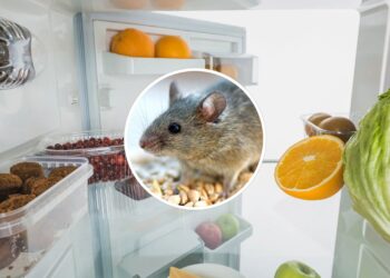 O perigo de ratos em geladeiras mal vedadas e como resolver