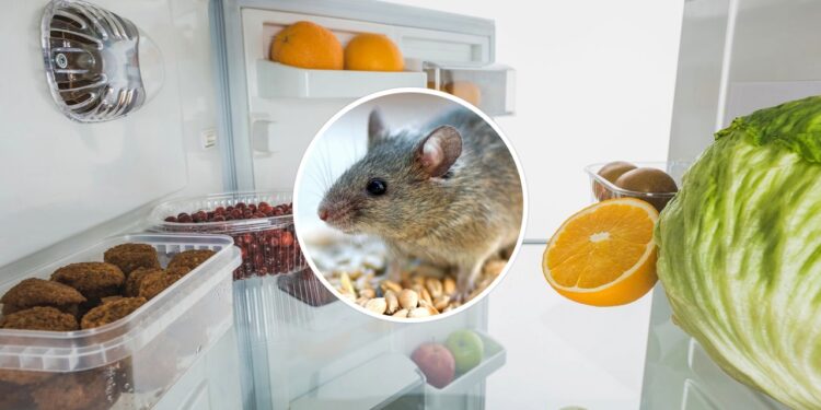 O perigo de ratos em geladeiras mal vedadas e como resolver