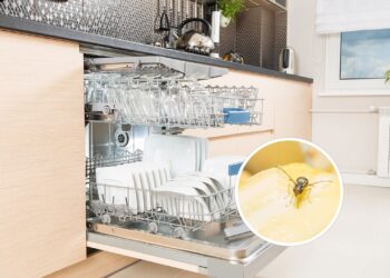 Veja como evitar que sua lava-louças atraia mosquitinhos