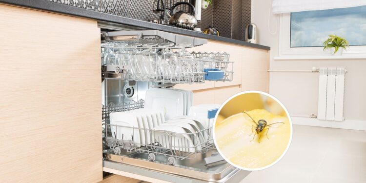 Veja como evitar que sua lava-louças atraia mosquitinhos