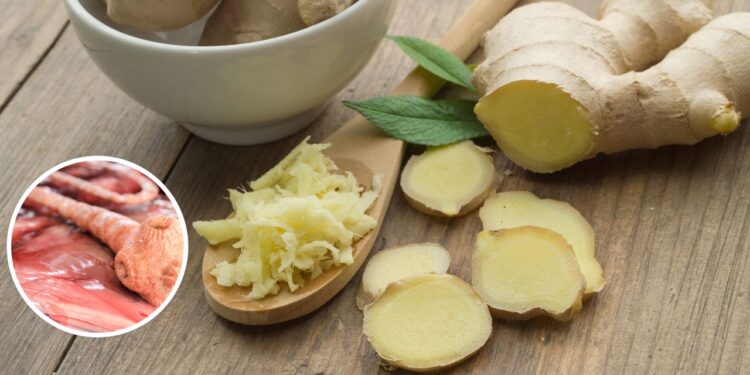 Ervas que ajudam na saúde da tireoide e equilibram o metabolismo