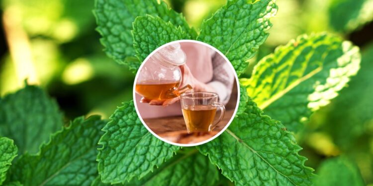 Chá anti-inflamatório de hortelã-pimenta ajuda na digestão e fortalece a microbiota