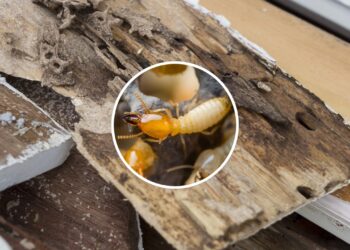 Com esses métodos você pode afastar os cupins dos seus móveis com segurança