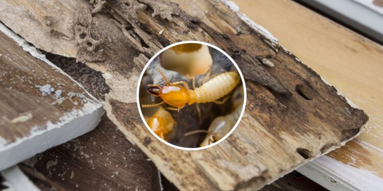 Com esses métodos você pode afastar os cupins dos seus móveis com segurança