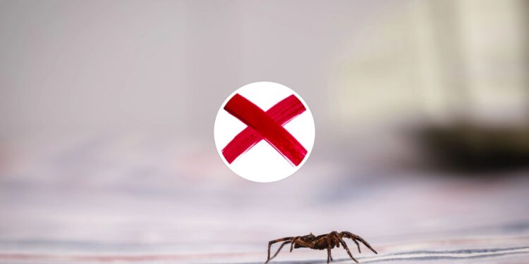 Essas plantas comuns são o segredo natural contra aranhas