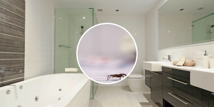 O truque natural mais eficaz para manter aranhas longe do banheiro