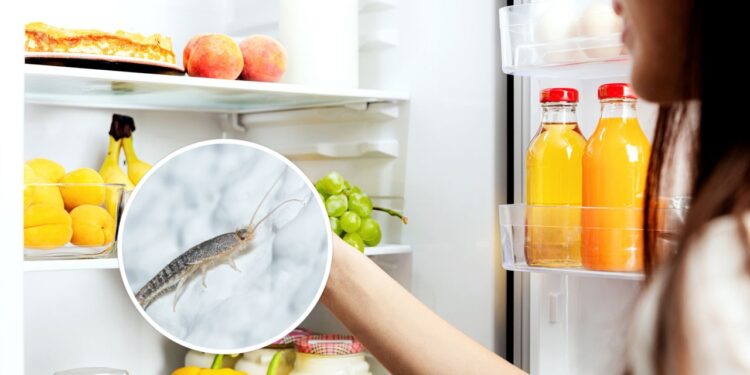 Traças nos armários da geladeira? Esse item natural resolve