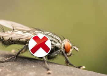 O repelente natural para afastar as moscas quando se come fora: rápido, limpo e sem odores fortes