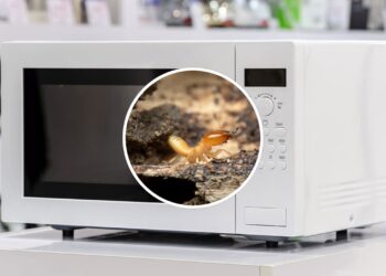 Cupins no micro-ondas? Veja o que fazer antes que estraguem o aparelho