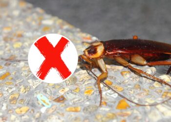 O pó caseiro mais eficaz para afastar baratas em casa