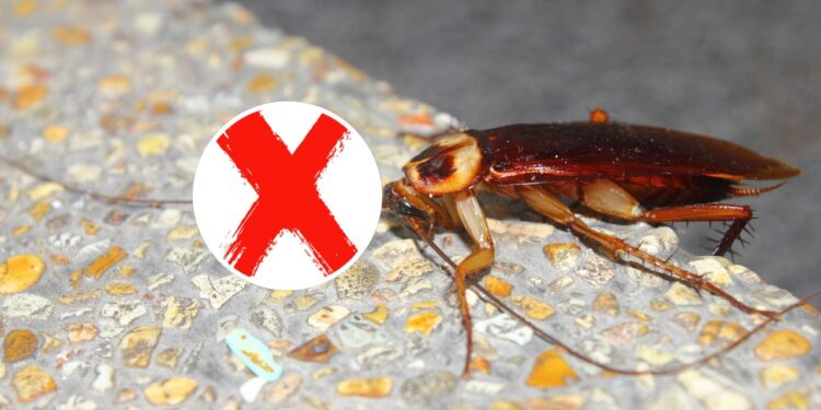 O pó caseiro mais eficaz para afastar baratas em casa