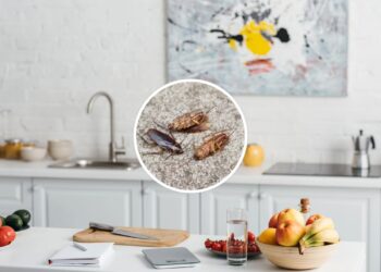 Você nem imagina por onde as baratas estão entrando na sua cozinha