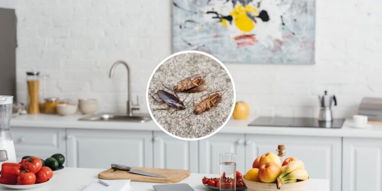 Você nem imagina por onde as baratas estão entrando na sua cozinha