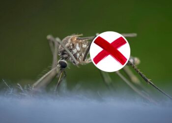 Dica caseira: como usar eucalipto para espantar mosquitos
