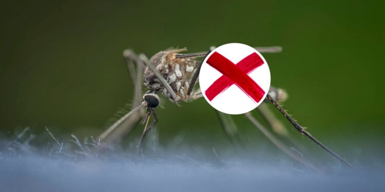 Dica caseira: como usar eucalipto para espantar mosquitos