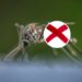 Dica caseira: como usar eucalipto para espantar mosquitos