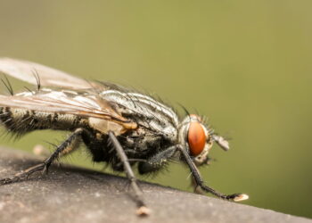 Planta que as moscas odeiam e você pode cultivar facilmente na janela de casa