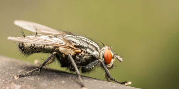 Planta que as moscas odeiam e você pode cultivar facilmente na janela de casa