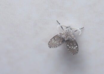 Como impedir mosquitinhos de se multiplicarem no banheiro