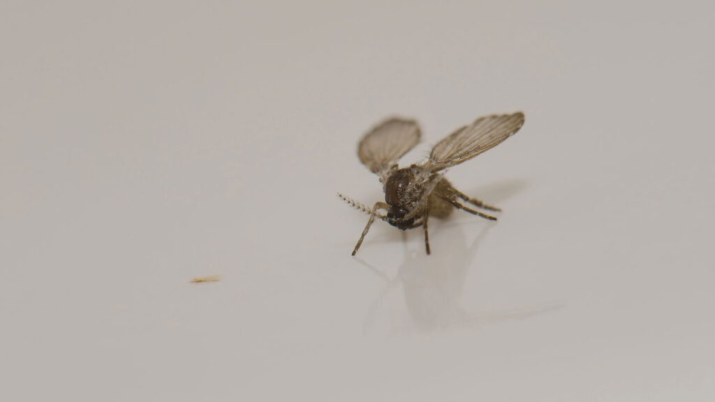 Como afastar as mosquinhas do box do banheiro de forma natural