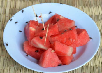 Essa folha aromática ajuda a manter moscas longe da comida