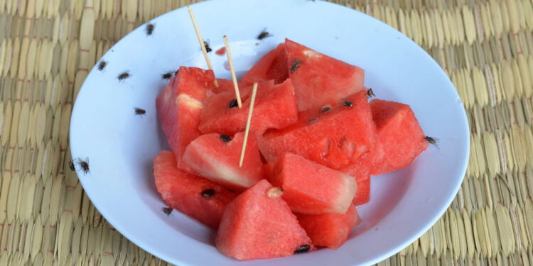 Essa folha aromática ajuda a manter moscas longe da comida