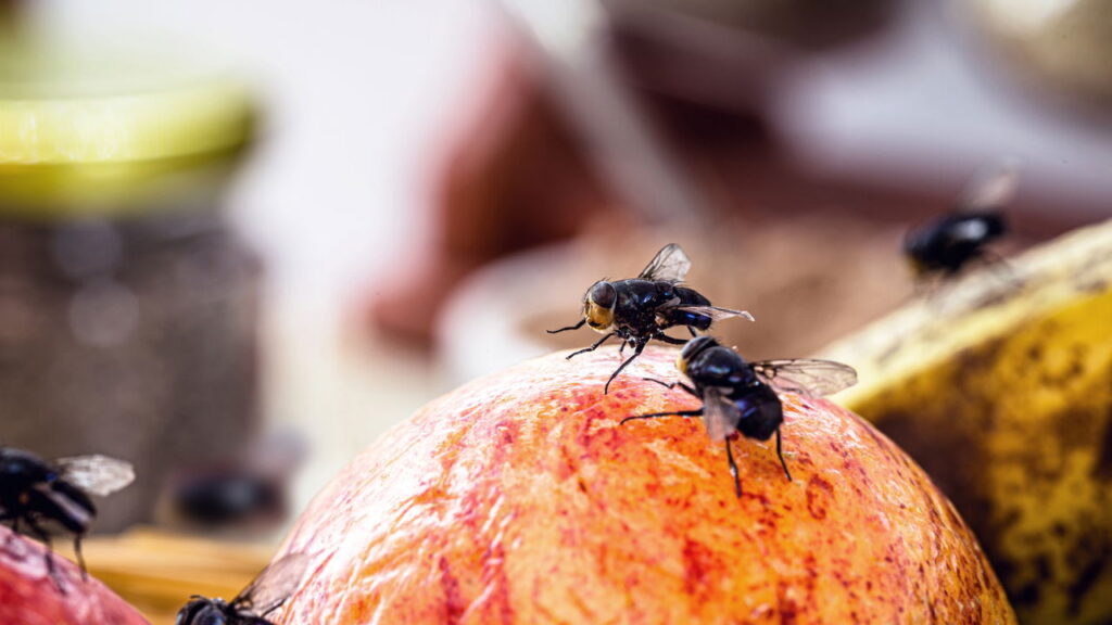 Como acabar com as mosquinhas de frutas de forma natural
