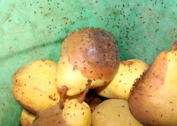 Como acabar com as mosquinhas de frutas de forma natural