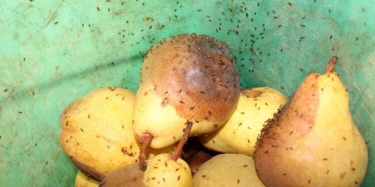 Como acabar com as mosquinhas de frutas de forma natural