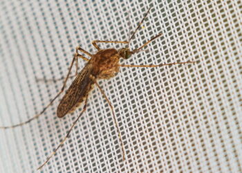 Soluções naturais e eficazes que mantém mosquitos longe do banheiro