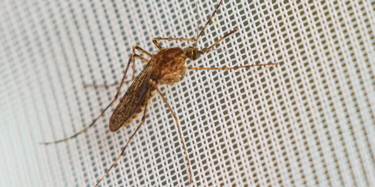 Soluções naturais e eficazes que mantém mosquitos longe do banheiro
