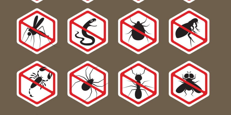 Mantenha sua cozinha livre de pragas com hábitos simples