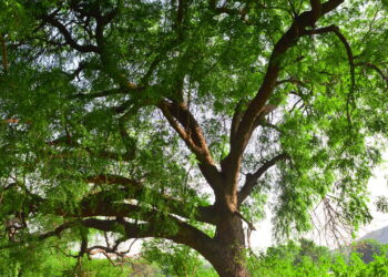 A árvore que protege a casa contra insetos e enfeita qualquer jardim sem trabalho
